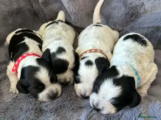 Cocker Spaniel dogs Working cocker spaniel puppies blue roan - Advert 12