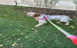 English Setter dogs for adoption: Ruby and Ellie - 2.5 years old | Female Setters - Image 8