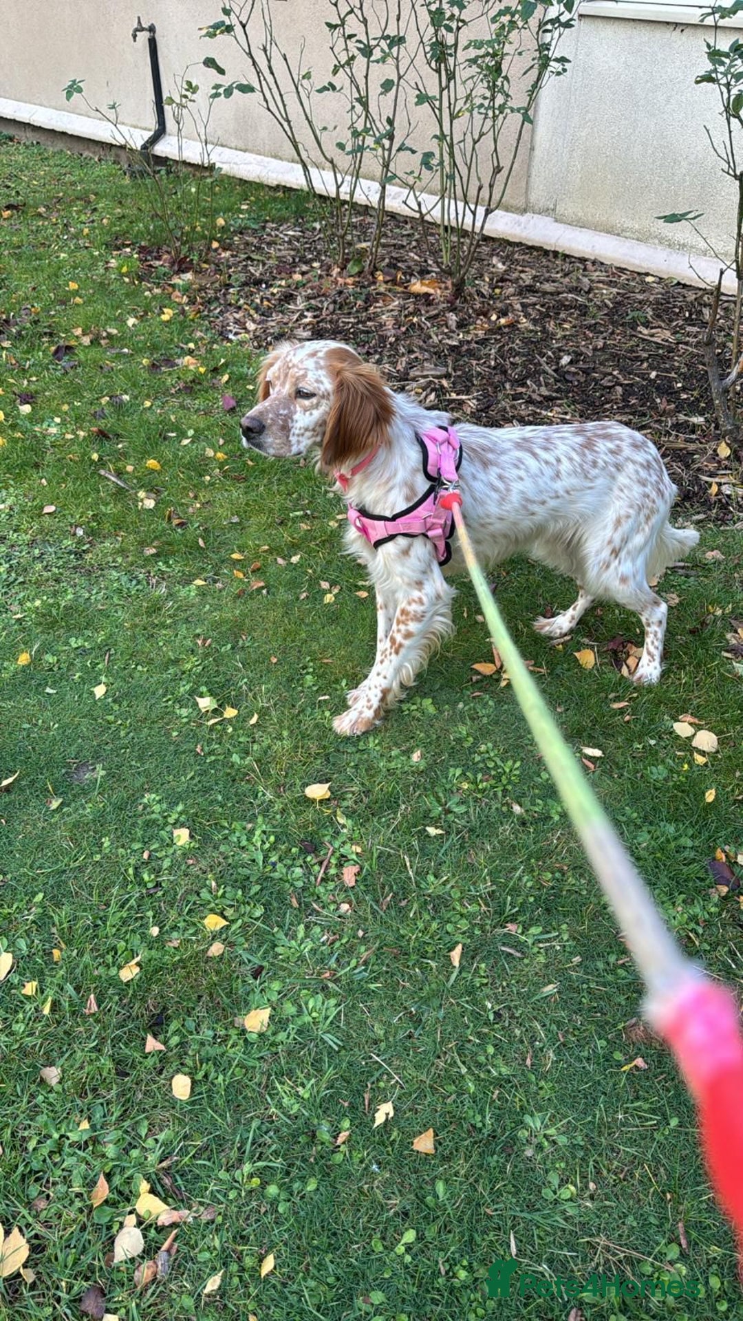 English Setter dogs for adoption: Ruby and Ellie - 2.5 years old | Female Setters - Image 8