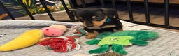 Dachshund dogs for sale: Tweenie Dachshunds  - Advert 9