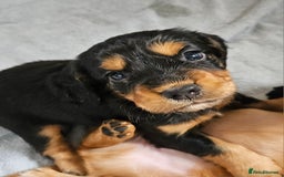 Cocker Spaniel dogs for sale: Working Cocker Spaniel Puppies  - Image 18