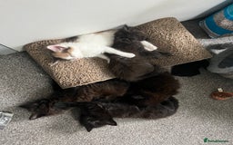 British Longhair cats for sale: 3 chocolate brown boys ready to leave  - Image 8