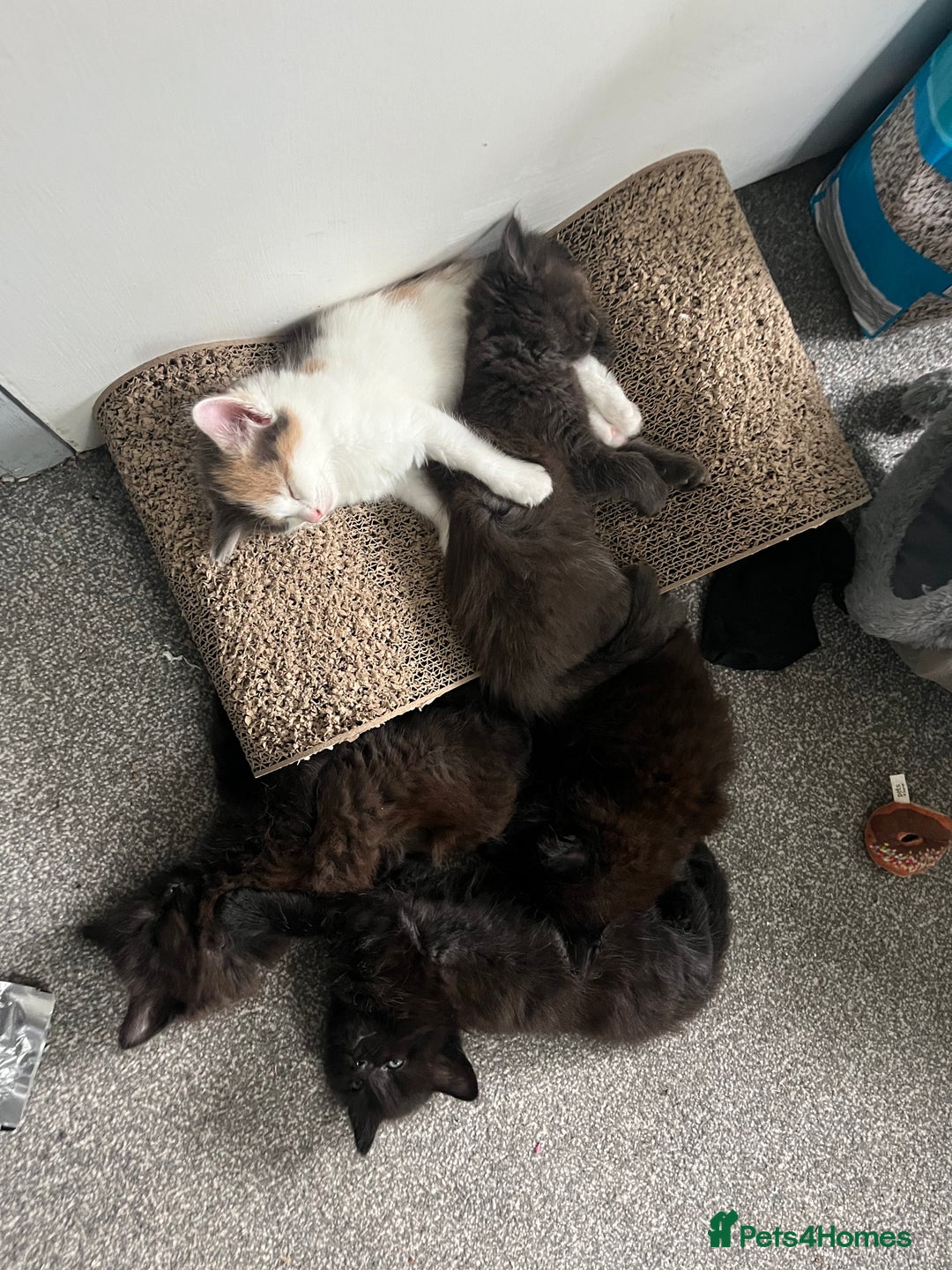British Longhair cats for sale: 3 chocolate brown boys ready to leave  - Image 8