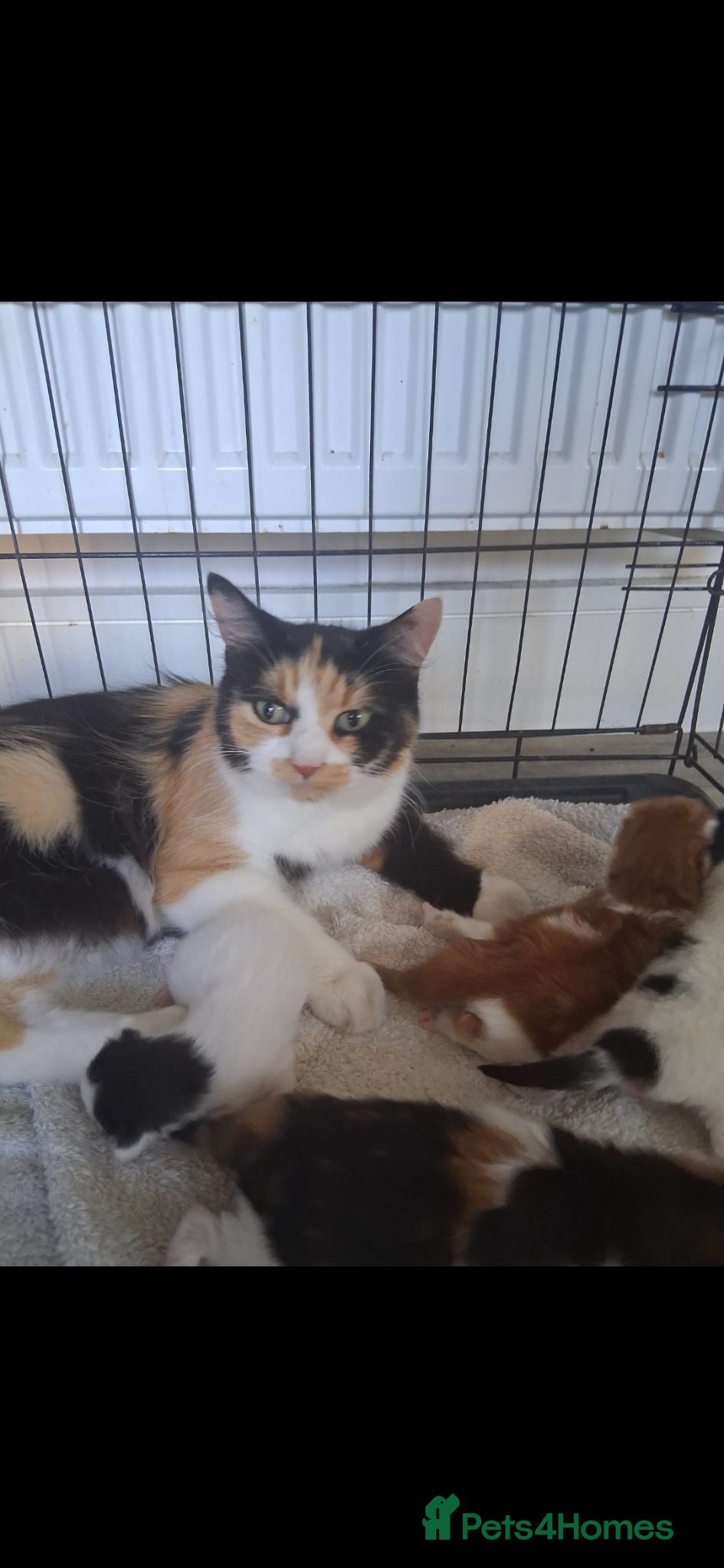 Turkish Van cats 4 beautiful Turkish van babies  - Advert 5