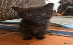 Domestic Shorthair cats for sale: Kittens - 2 boys and 3 girls - Image 3