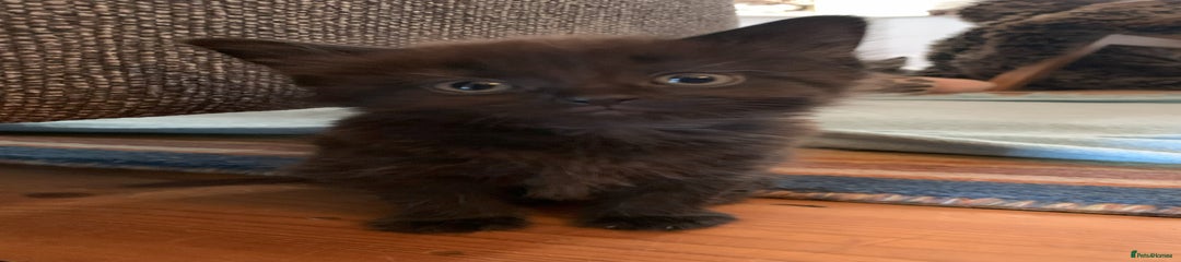 Domestic Shorthair Kitten 4