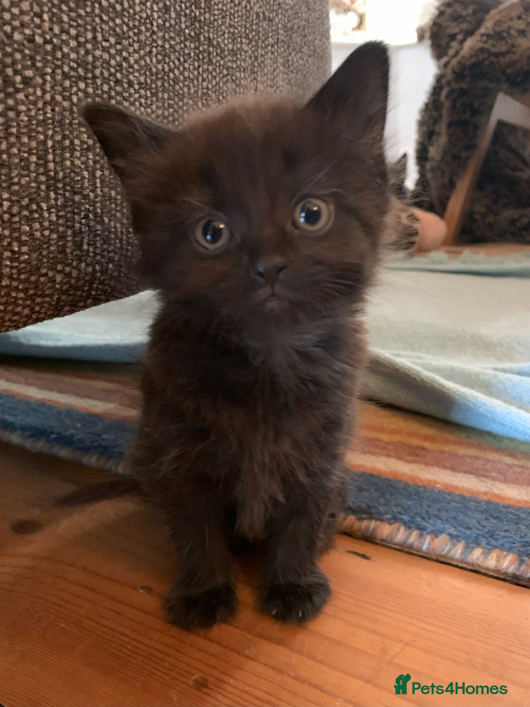 Domestic Shorthair cats for sale: Kittens - 2 boys and 3 girls - Image 3