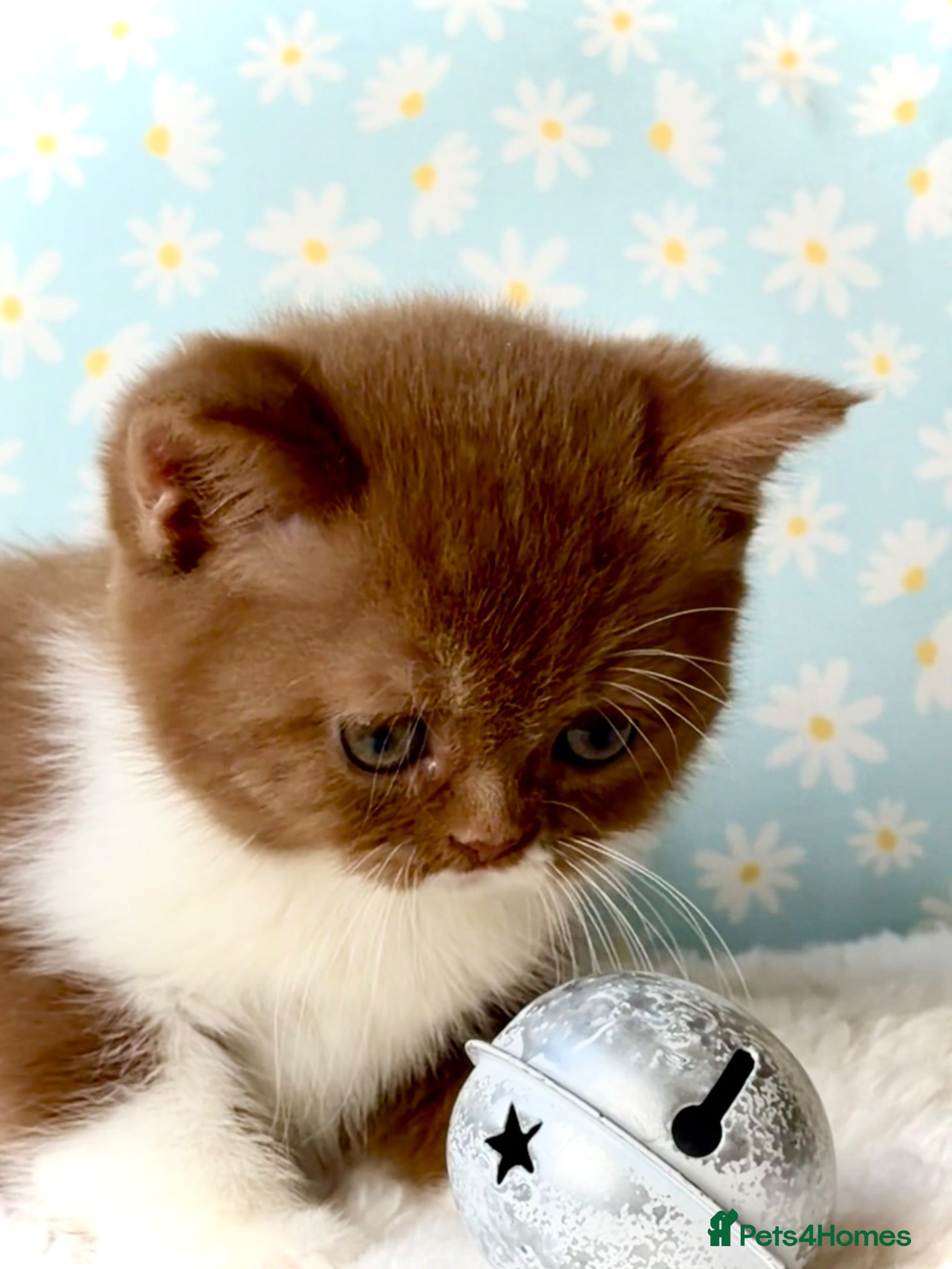 British Shorthair cats Beautiful pedigree kittens TICA registered  - Advert 15