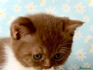 British Shorthair cats Beautiful pedigree kittens TICA registered - Advert 15