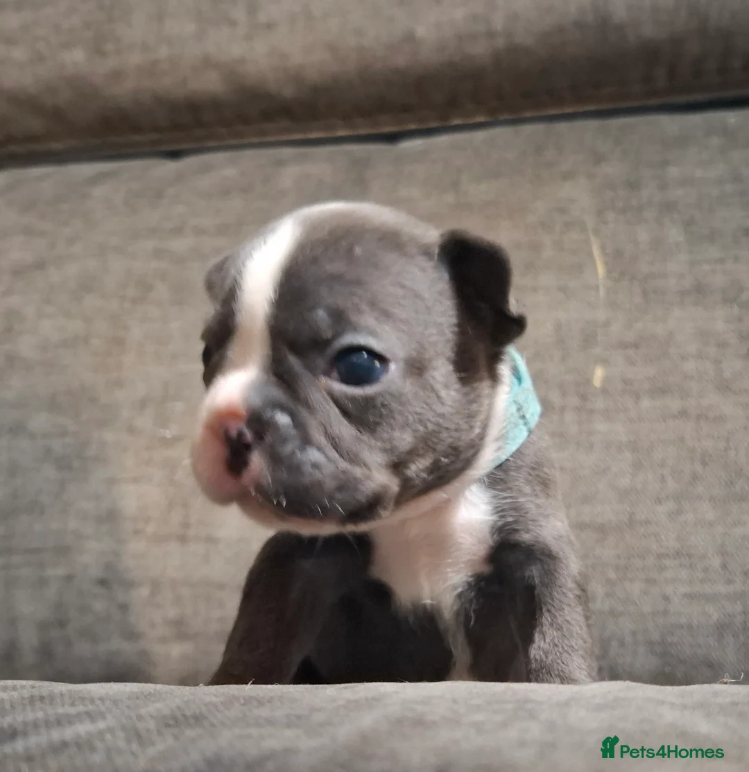 French Bulldog dogs for sale: Frenchie puppies - Advert 22