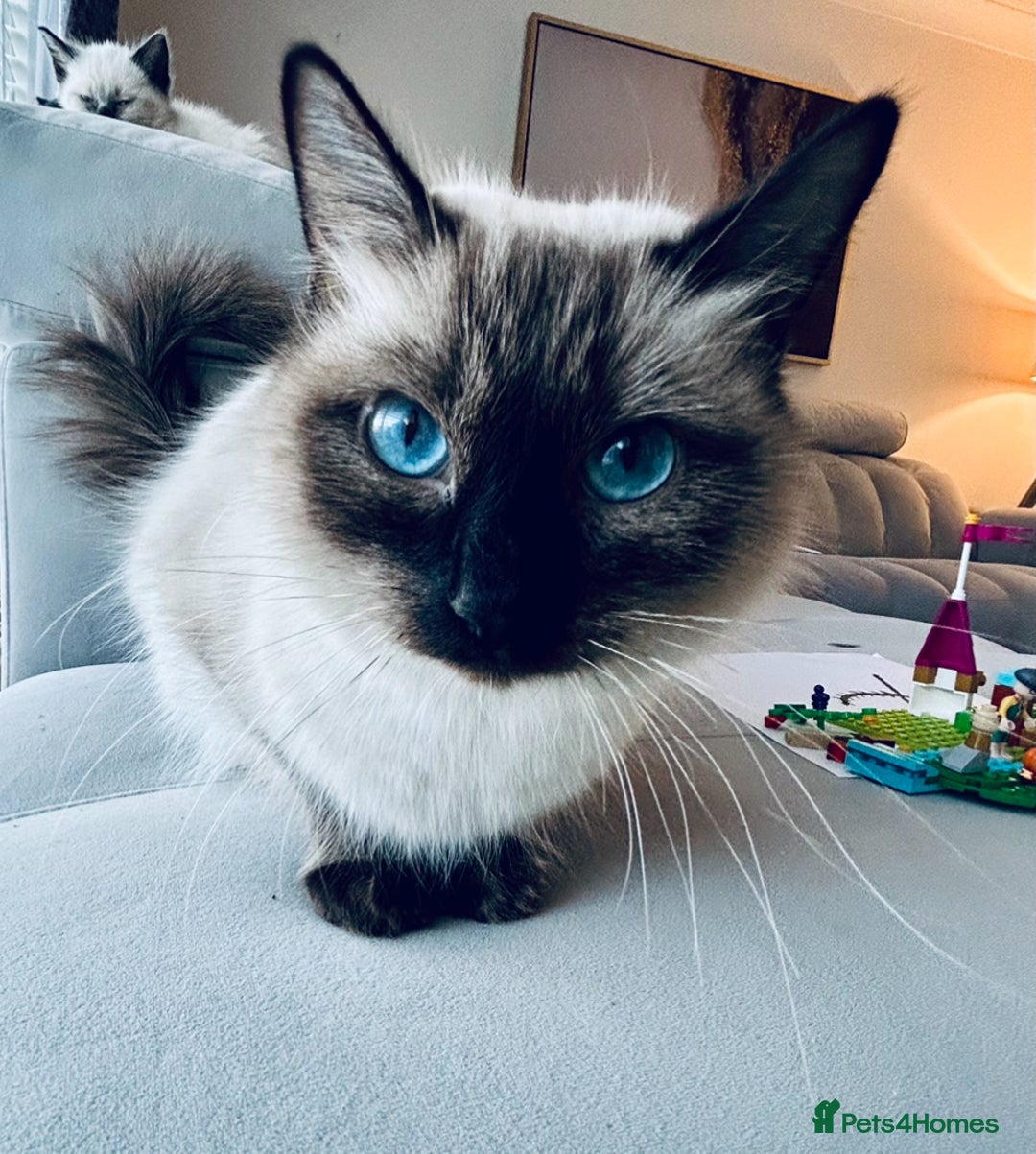 Ragdoll cats for sale: Ragdoll Kittens  - Image 14