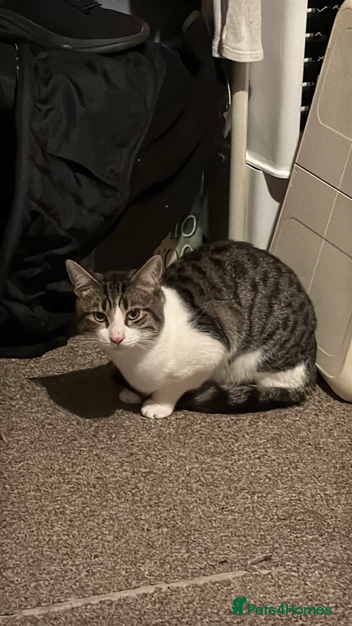 Mixed Breed cats Rescue cat for sale.  - Advert 2
