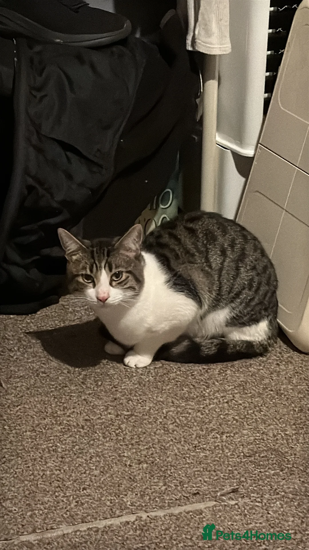 Mixed Breed cats for sale: Rescue cat for sale.  in Harlow - Advert 1
