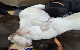 Labrador Retriever dogs for sale: UPDATE-GORGEOUS PUPS ARE HERE!  - Image 7