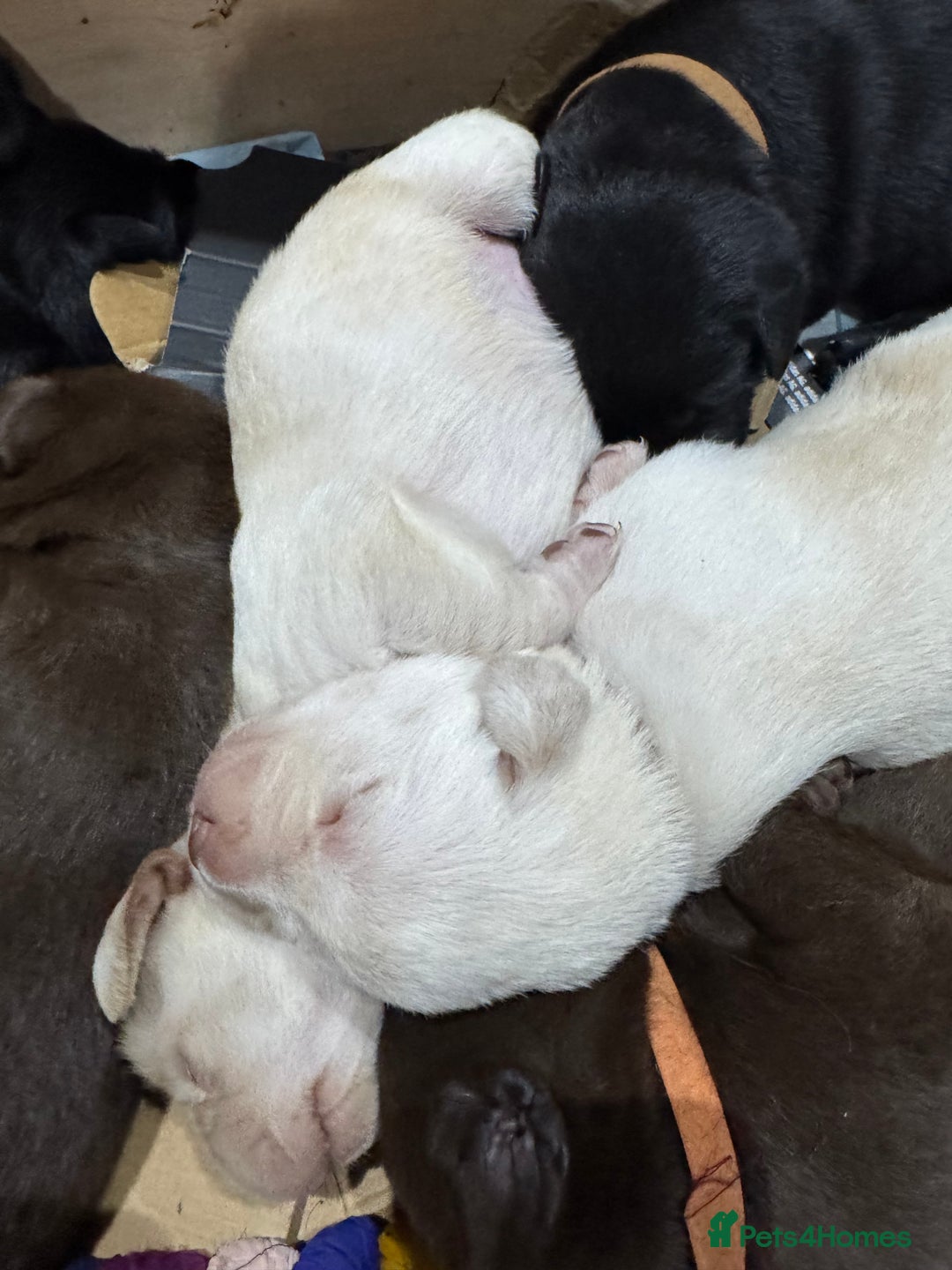 Labrador Retriever dogs for sale: UPDATE-GORGEOUS PUPS ARE HERE!  - Image 7