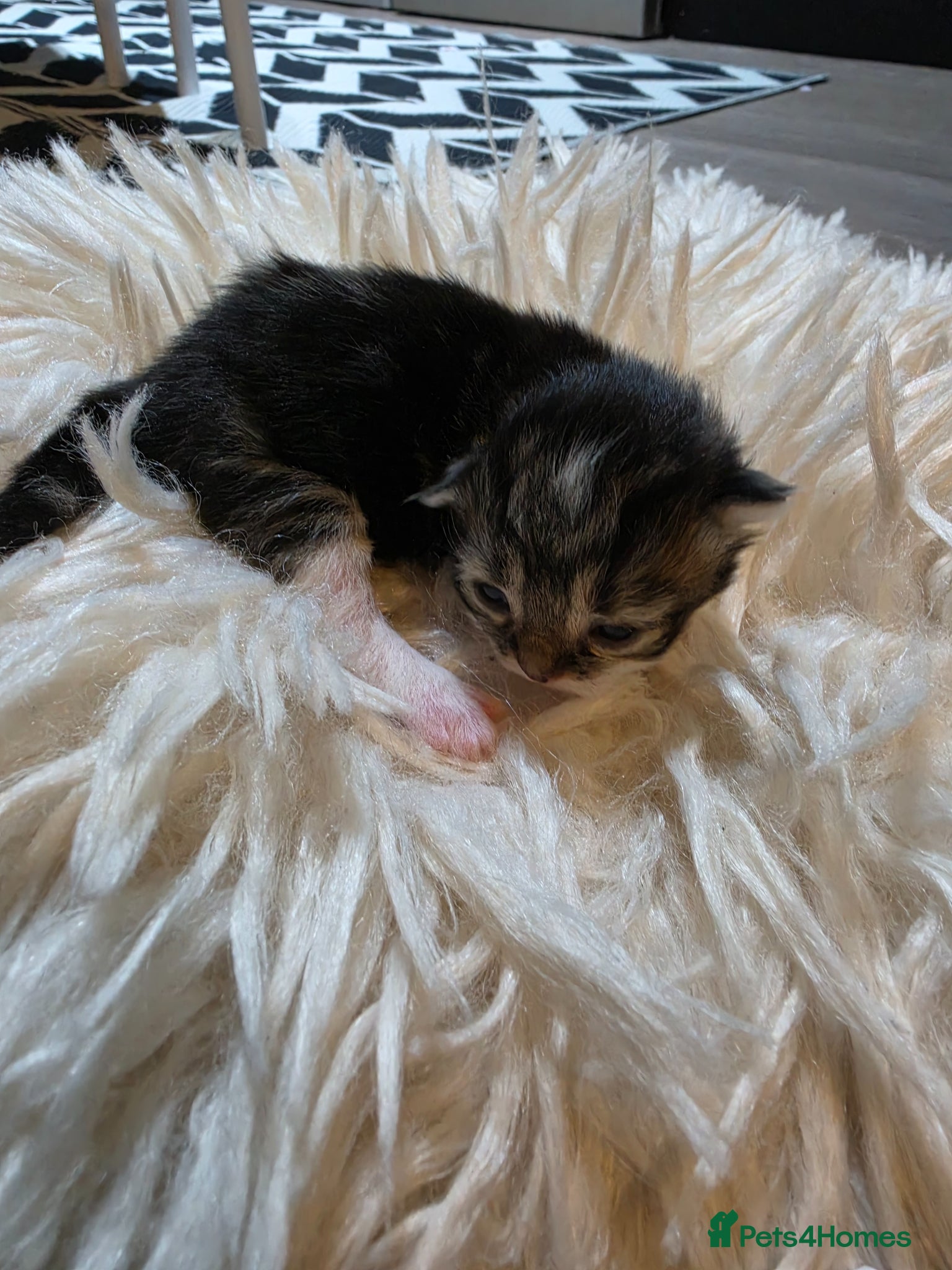 Persian cats for sale: Beautiful Persian Mix Kittens - Advert 24