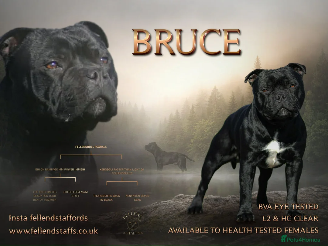 Staffordshire Bull Terrier dogs for sale: Classic Staffordshire Bull Terrier Puppies  - Advert 2