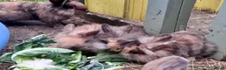 Mini Lion Lop rabbits for sale: Mini lion lops! now ready!!!! £25 each - Advert 2
