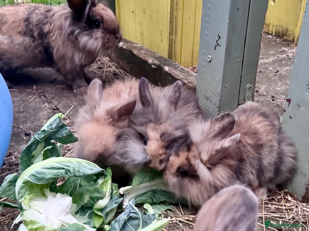 Mini Lion Lop rabbits for sale: Mini lion lops! now ready!!!! £25 each - Advert 2