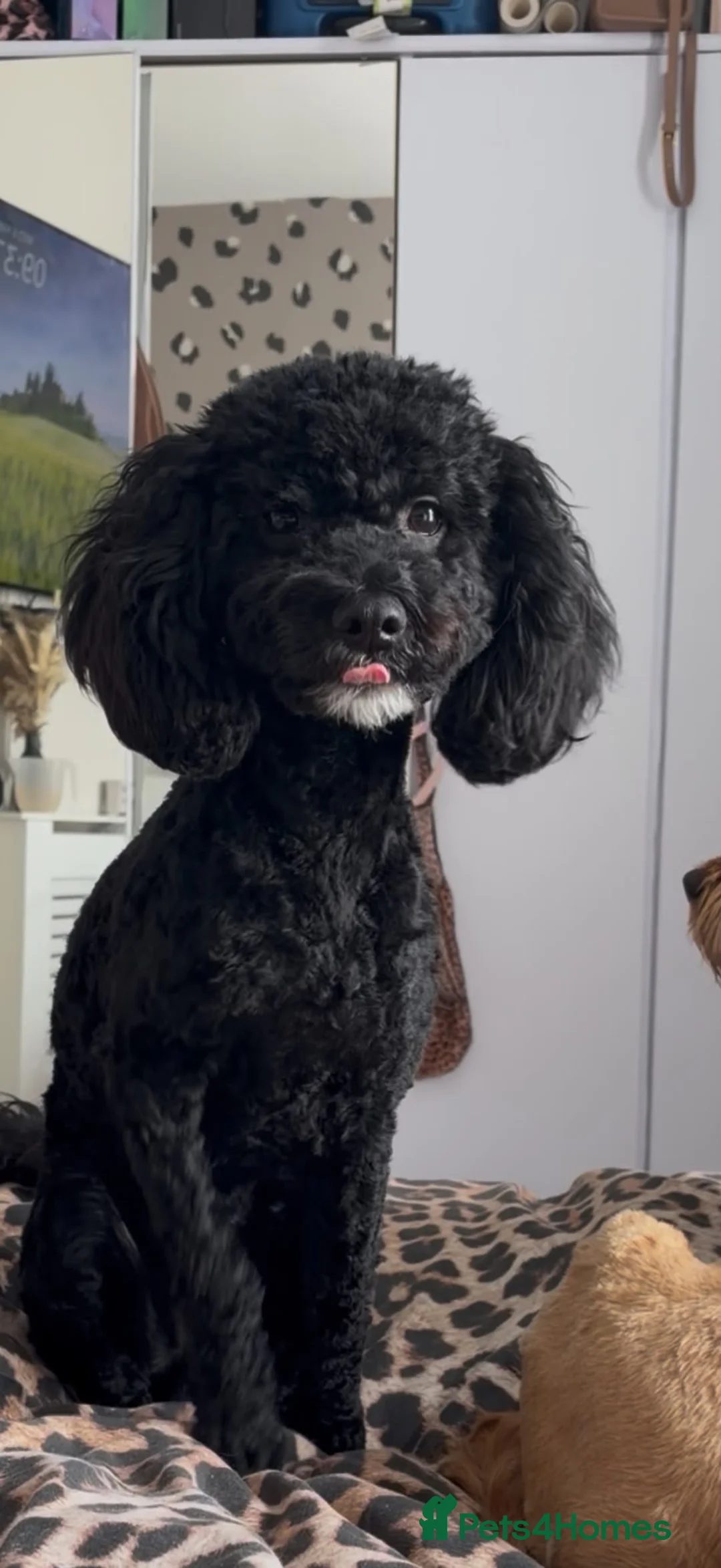 Cockapoo dogs for sale: F2 cockapoo Puppies - Advert 13