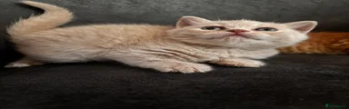 British Shorthair 3