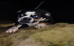 Alapaha Blue Blood Bulldog dogs for sale: IABBR. Health tested. Top lines.  - Advert 24