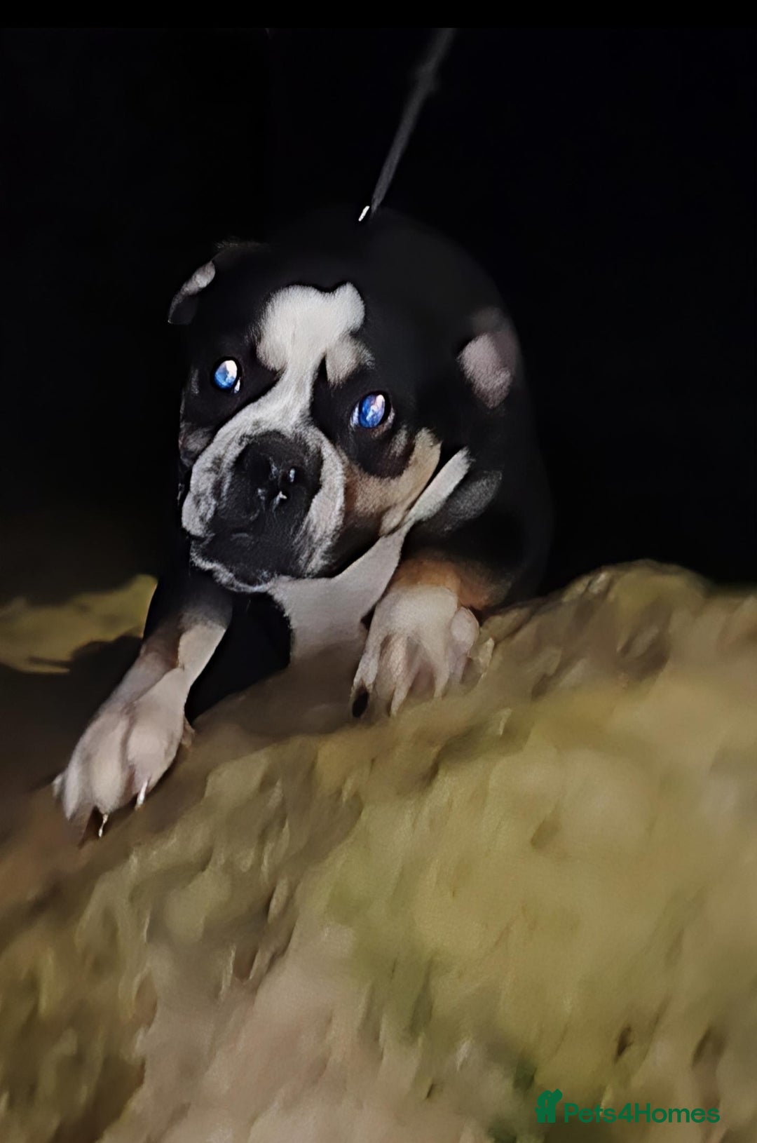 Alapaha Blue Blood Bulldog dogs for sale: IABBR. Health tested. Top lines.  - Advert 24