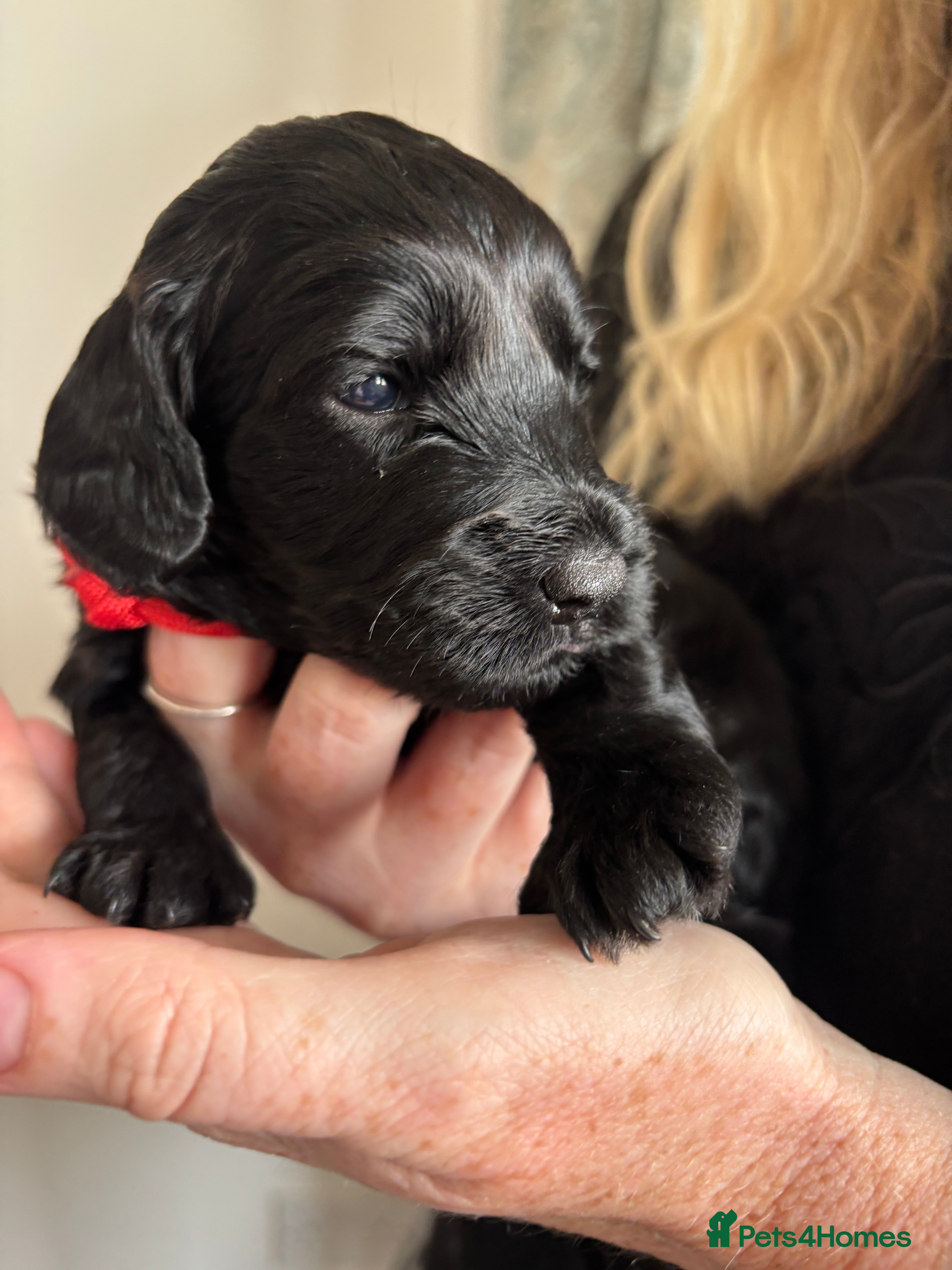 Cockapoo dogs Beautiful Cockapoo Puppies – Raised in Our Home - Advert 2