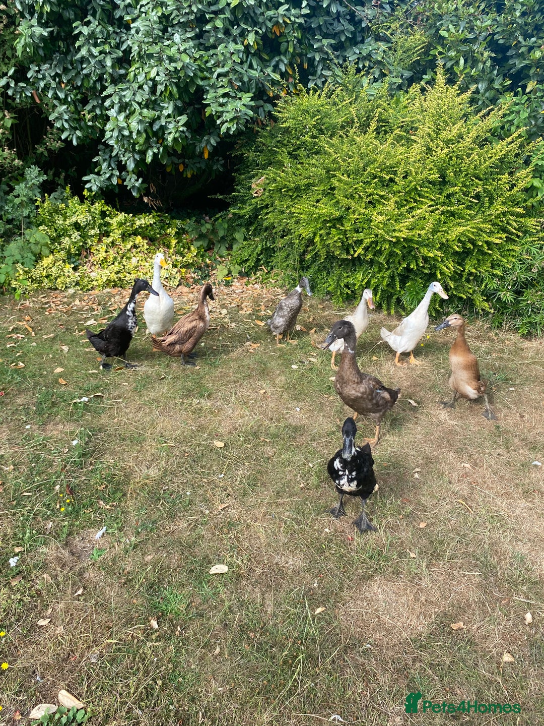 Ducks poultry for sale: Indian Runner Duck Ducklings + Fertile Eggs - Image 5
