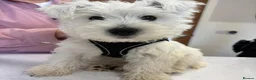 West Highland Terrier dogs for stud: West Highland Terrier - Advert 7