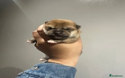 Japanese Shiba Inu dogs for sale: CHUNKY AND PURE Japanese Shiba Inu - Image 4