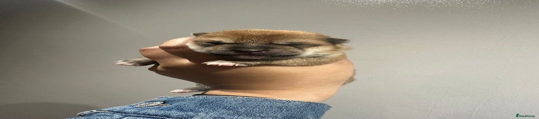 Japanese Shiba Inu Puppy 2
