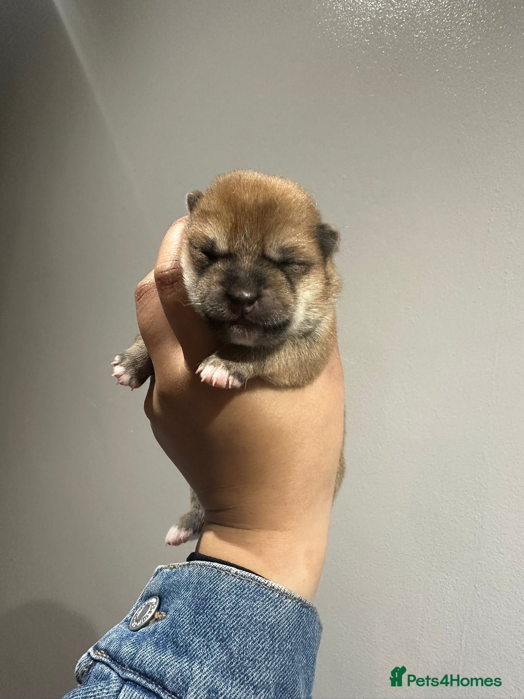 Japanese Shiba Inu dogs for sale: CHUNKY AND PURE Japanese Shiba Inu - Image 4