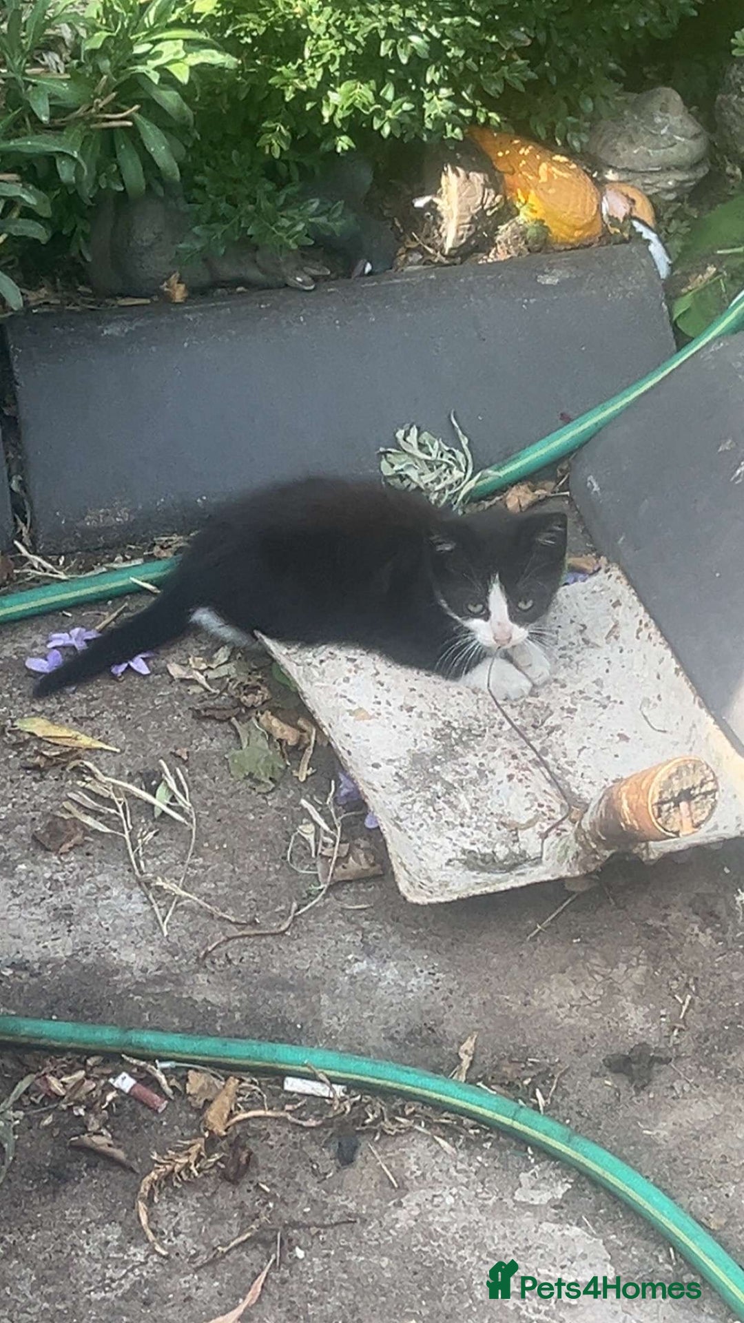 Mixed Breed cats for sale: FOR SALE!! cats and kittens x - Image 21