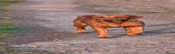 Labrador Retriever dogs for sale: KC Reg. Fox Red Labrador Pups from Working Lines - Advert 7