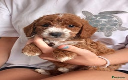 Cockapoo dogs for sale: Red cockapoo puppies - Image 1