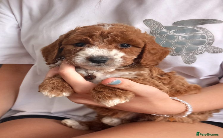 Cockapoo dogs - Advert 2