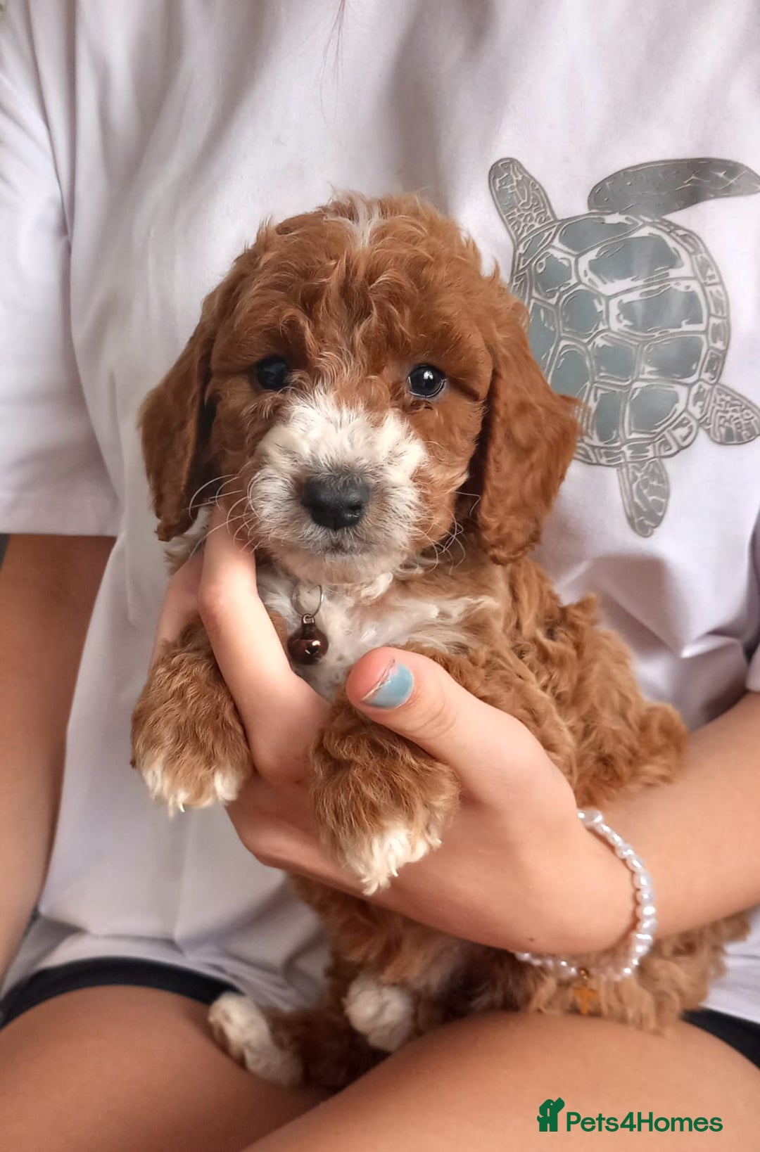 Cockapoo dogs for sale: Red cockapoo puppies - Image 1