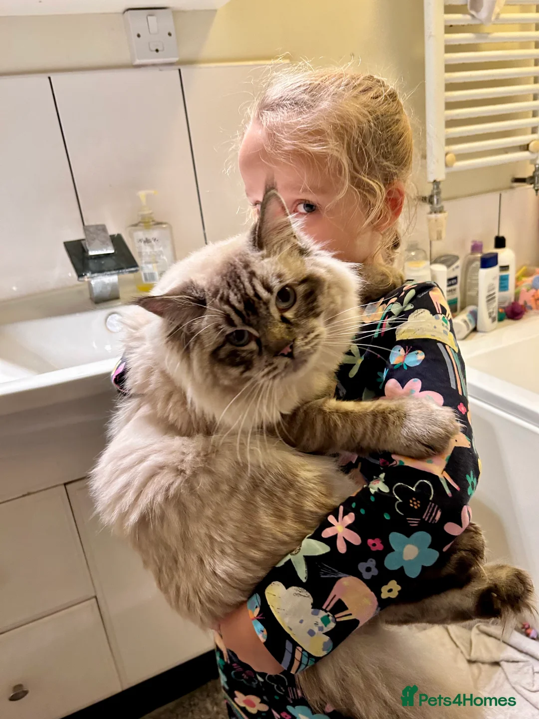 Ragdoll cats for stud: Stunning seal tabby point stud for selected queens in Manchester - Advert 3