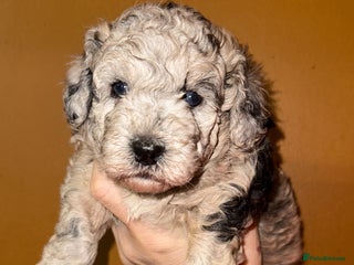 Toy Poodle dogs 🩷💜Stunning Toy Poodles For Sale 🩷💜 - Advert 7