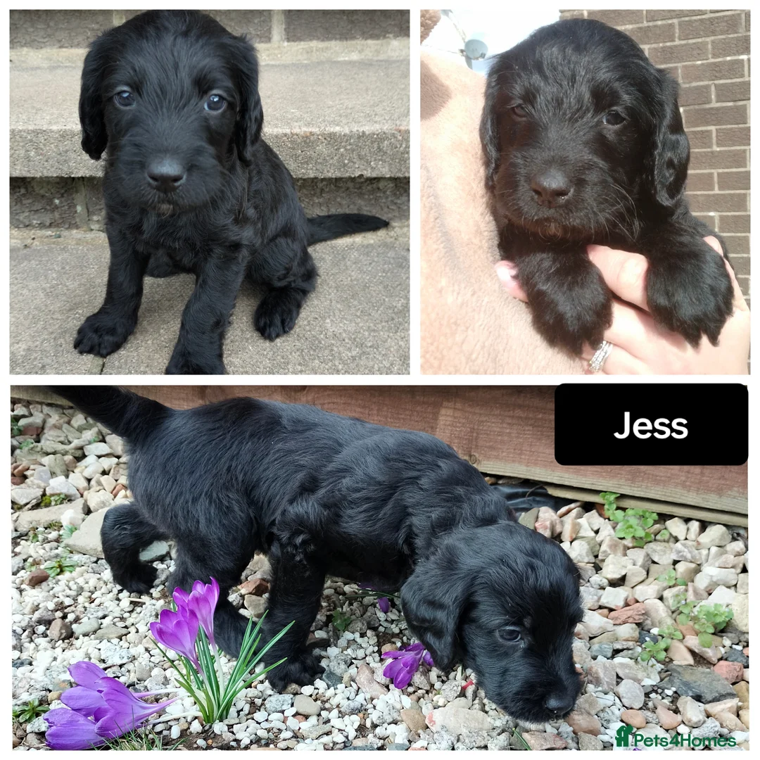 Labradoodle dogs for sale: F1 Standard Labradoodle Puppies - Advert 2