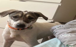 Mixed Breed dogs for adoption: Lotty (2) Norwich Norfolk  - Image 20