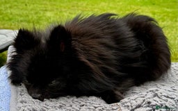 Pomeranian dogs for adoption: Charlie’s Story – The Tiny Dog With a Giant Heart - Image 6