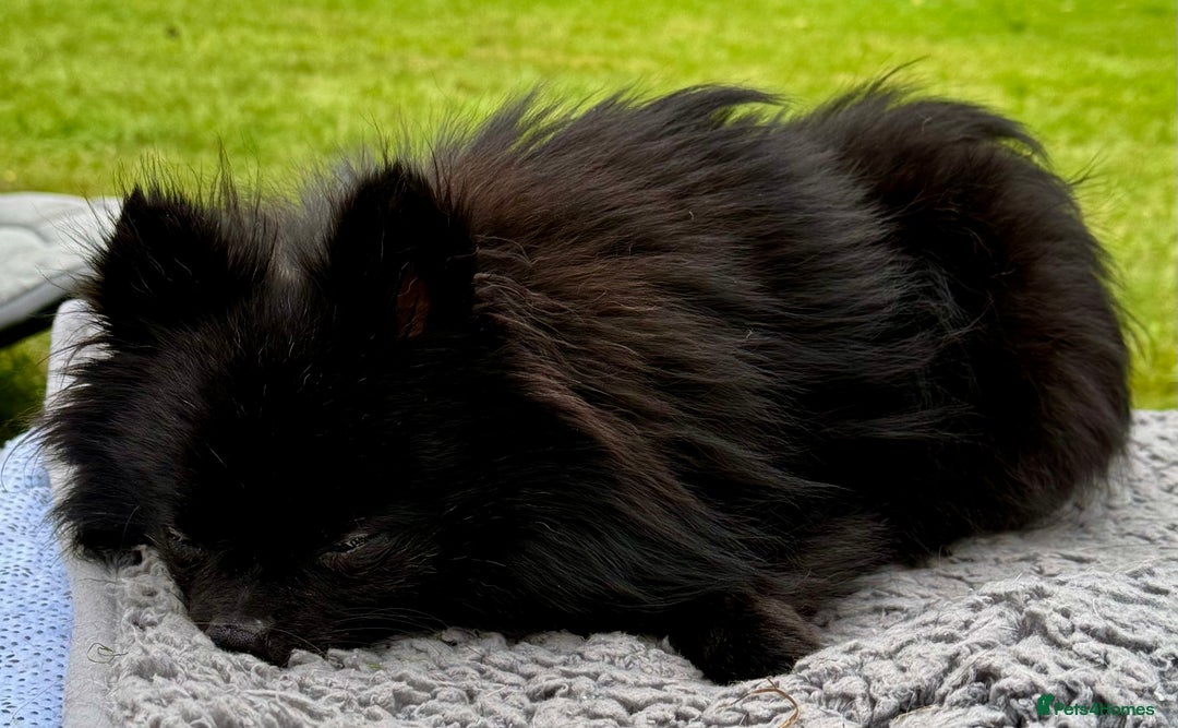 Pomeranian dogs for adoption: Charlie’s Story – The Tiny Dog With a Giant Heart - Image 6