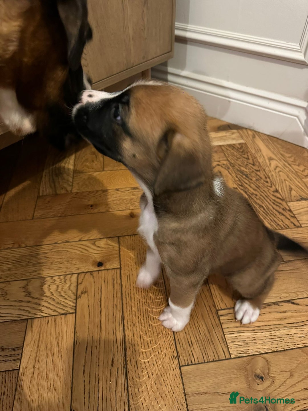 Mixed Breed dogs for sale: Boxador puppies - Advert 10