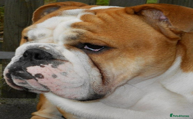 English Bulldog dogs Beautiful Boy ( english bulldog) - Advert 7