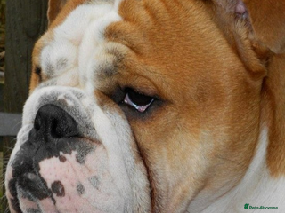 English Bulldog dogs Beautiful Boy ( english bulldog) - Advert 7