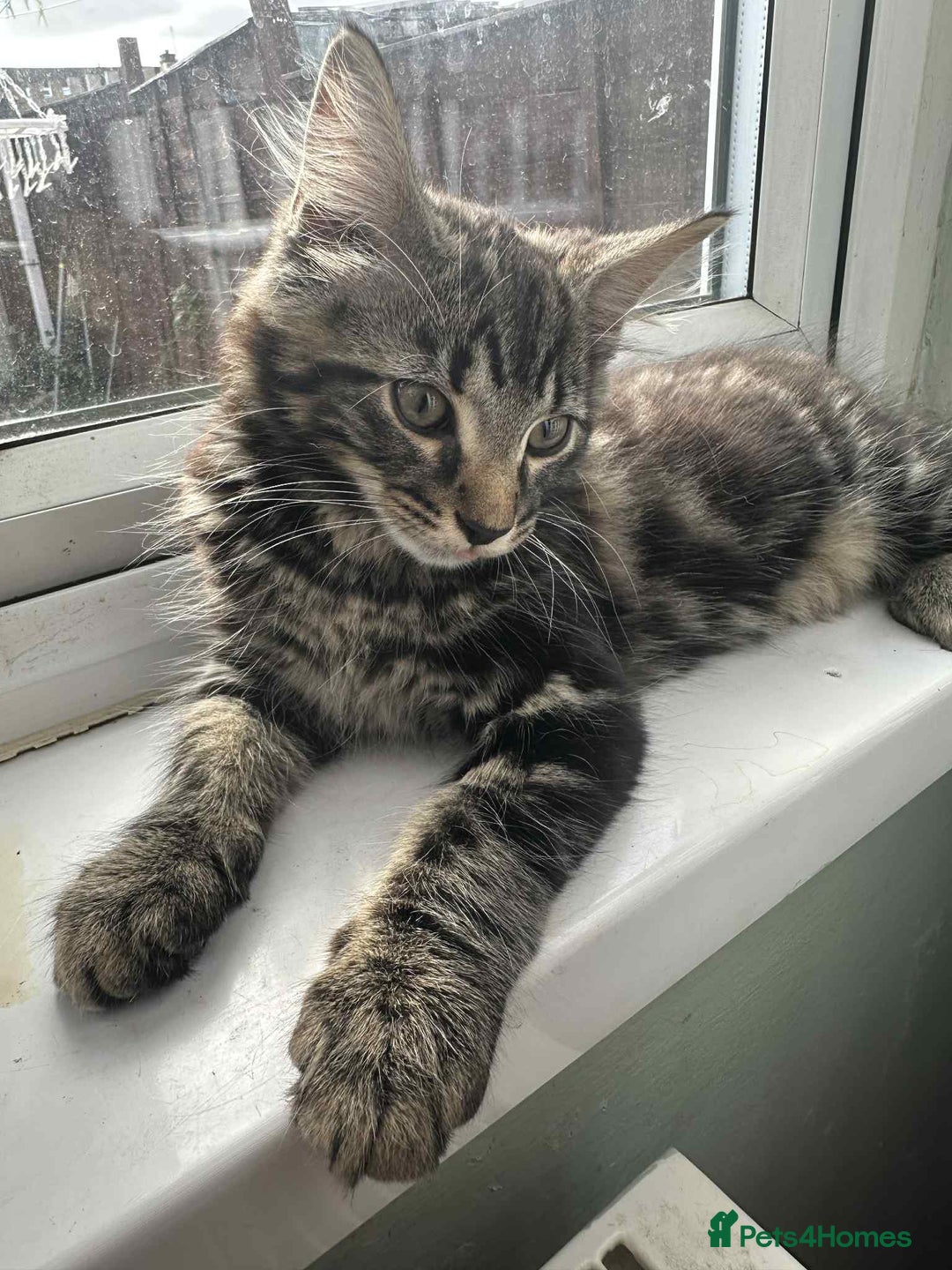 Maine Coon cats for sale: Maine coone mix lovely kitten in Leeds - Image 16