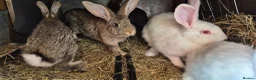 New Zealand rabbits for sale: Beautiful New Zealand bunny's  in Rotherham - Advert 9