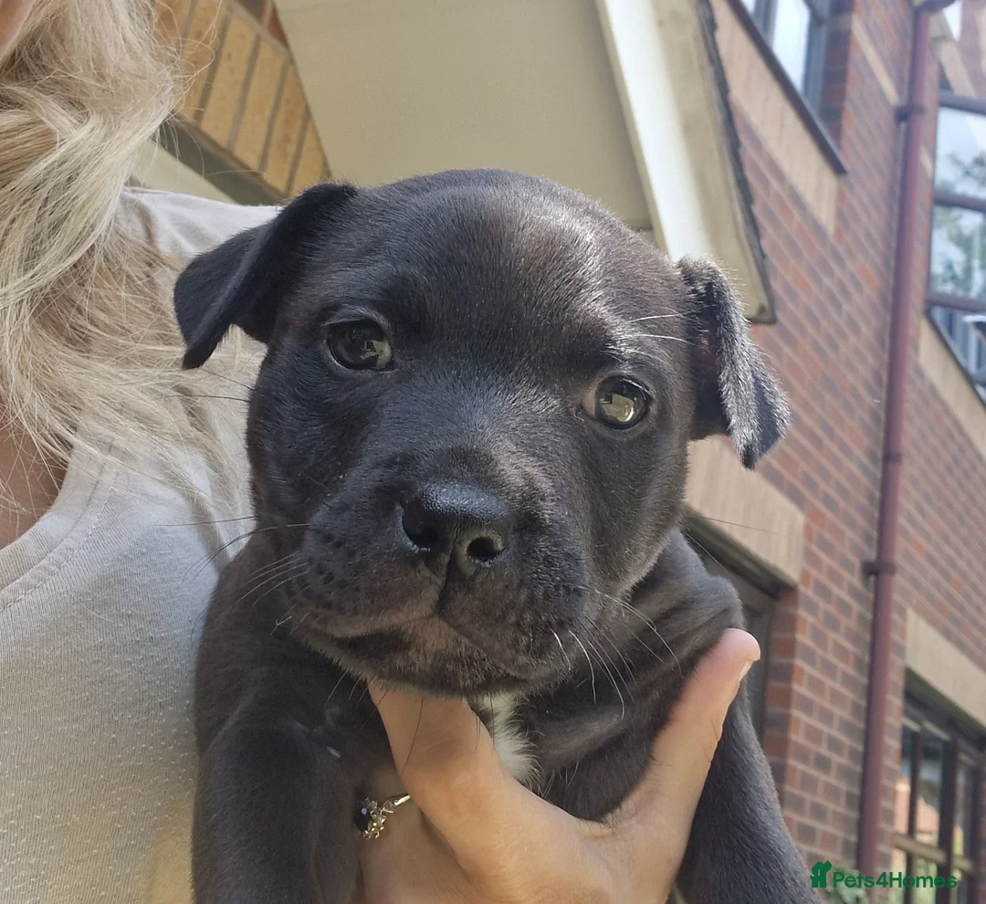 Staffordshire Bull Terrier dogs for sale: Staffy Female pup for Sale in Nuneaton - Advert 1